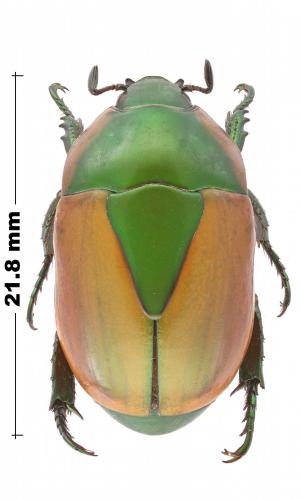 Réf. 219 243 : Macraspis olivieri